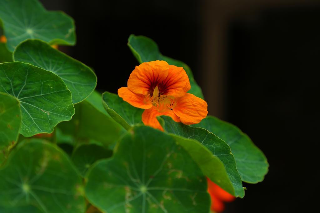 Pavithram Homestay Munnar Esterno foto